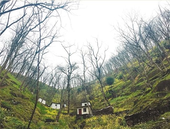 拿什么拯救你，我的山核桃&mdash;&mdash;臨安山核桃產(chǎn)業(yè)調(diào)查（下）