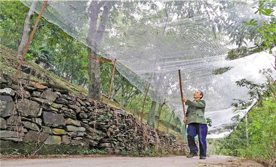 這顆&ldquo;搖錢樹&rdquo;怎么了？