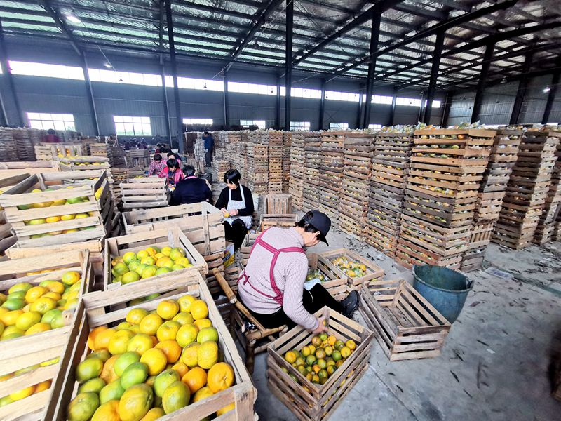 柑橘豐收卻不增收？看浙農控股如何給龍游的橘農們&ldquo;支招&rdquo;