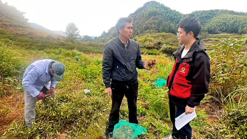 浙農中藥磐安白術基地迎來豐收 質效雙優助力產業振興